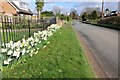 Daffodils beside the road in Kerswell Green