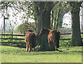 Ponies in paddock by Whittingham Hall