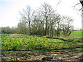 Alders beside small stream at Gules Green