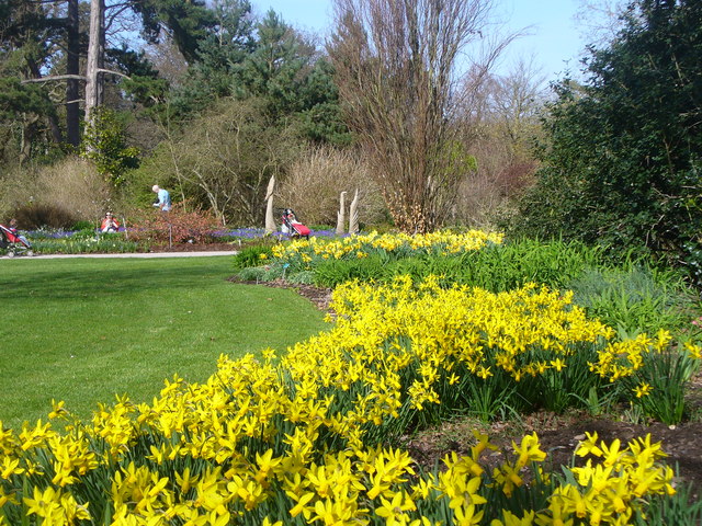 Wisley Spring Yellows © Colin Smith Cc By Sa20 Geograph Britain