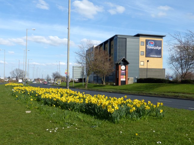 Daffodils on the central reservation