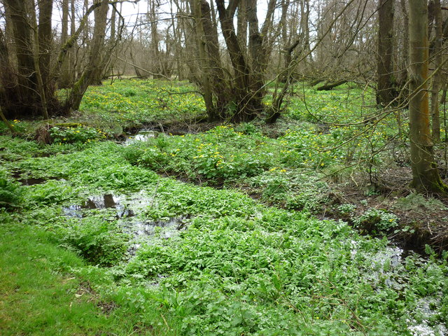 Wetland in flower