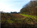 Field and woodland seen from footpath near Bannbridge Farm