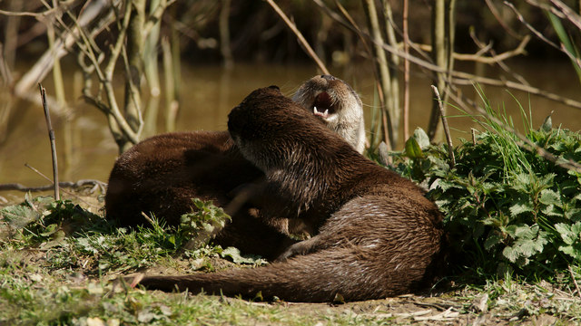Otter Playtime