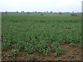 Oilseed rape crop