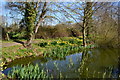 Pond and daffodils at Plaistow