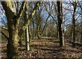 Small patch of woodland along the Grand Union Canal