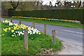 Daffodils at Hosey Common