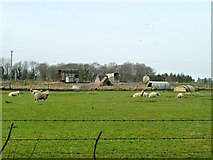 SU6717 : Sheep on Hyden Farm by Robin Webster