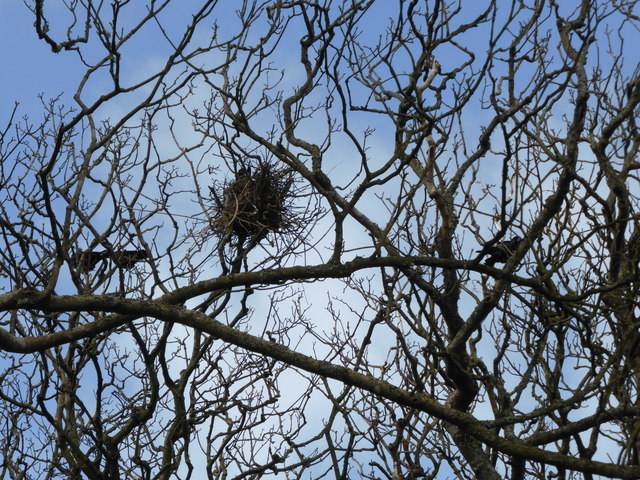 Nesting Rooks in St. David's in March