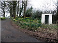 A lane with daffodils, Bomackatall