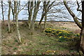 Woodland & Flowers near Auchmantle