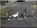 H3284 : Ducks crossing the road, Meaghy by Kenneth  Allen