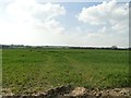 Fields beside the B1117 Stradbroke Road