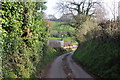 Mid Devon : Country Lane