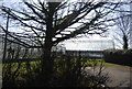 Glasshouses, Ringles Nursery