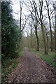 Footpath Through Hyde Woods