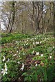 Footpath & Wood Anemone