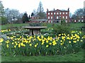 Daffodils in Platt Fields Park