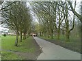 Avenue of trees in Ladybarn Park