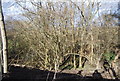 Woodland below Bidborough Ridge