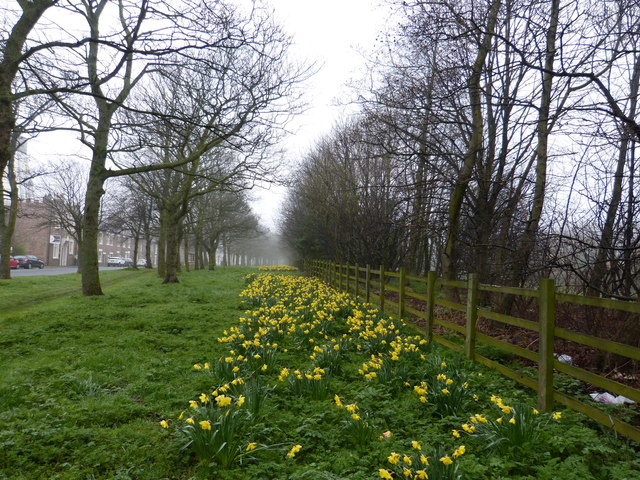 Tyneside Daffodils