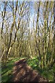 Bridleway in Scotts Wood