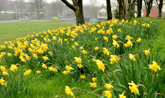 Daffodils, Annadale, Belfast - April 2014 (1)
