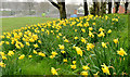 Daffodils, Annadale, Belfast - April 2014 (1)