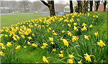 J3472 : Daffodils, Annadale, Belfast - April 2014 (1) by Albert Bridge