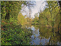 Flooded quarry: Berengrave Nature Reserve