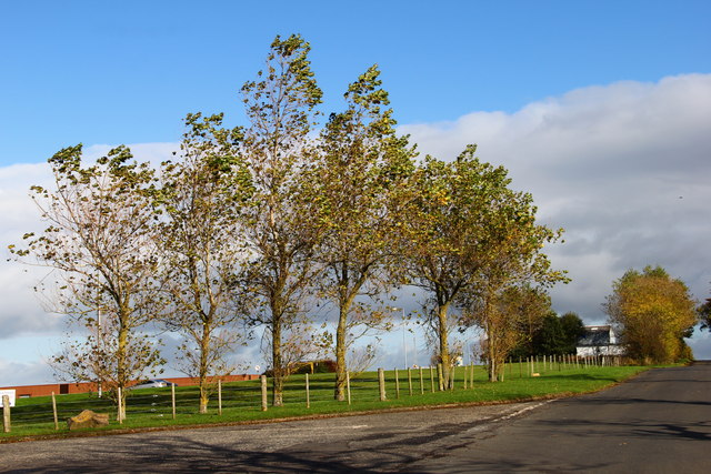 A stand of trees off the road to Sessionfield, Ayr