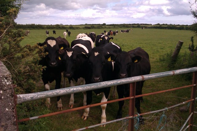 Cows, near the Hamlet of Newtown