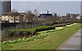 Cardiff : Grassy Roadside