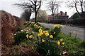 SK5551 : Spring flowers in Papplewick by Graham Hogg