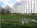 A row of poplar trees and boggy ground