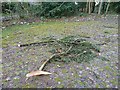 Wind blown branches at Leighton church