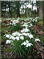 Snowdrops in Leighton churchyard