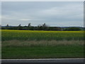 Oilseed rape crop off the A159