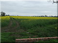 Oilseed rape east of Station Road