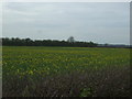 Oilseed rape south of Kirton Road