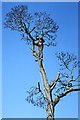 A tree surgeon at work