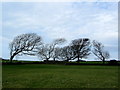 Windblown Trees at Clynnog