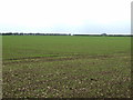 Crop field west of Ermine Street Roman Road (A15)