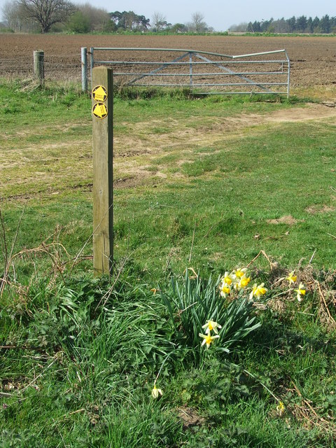 Footpath Marker And Daffodils