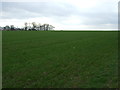 Crop field, Cleatham