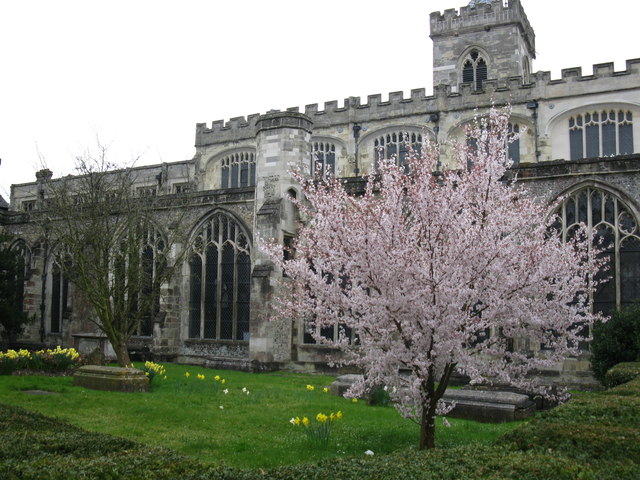 Blossom in the Cemetery