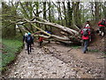 Fallen tree on Stocking Lane