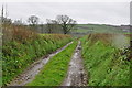 Mid Devon : Farm Track