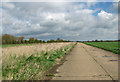 TM1489 : Old service road on Tibenham airfield by Evelyn Simak